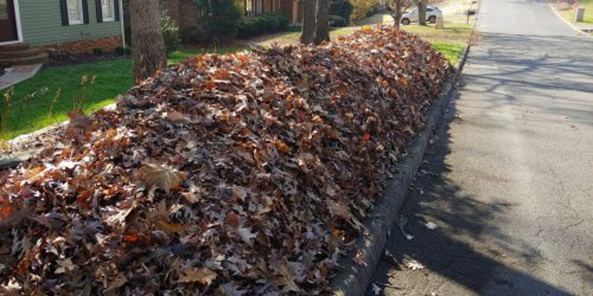 Leaf Piles